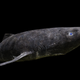 A Greenland shark